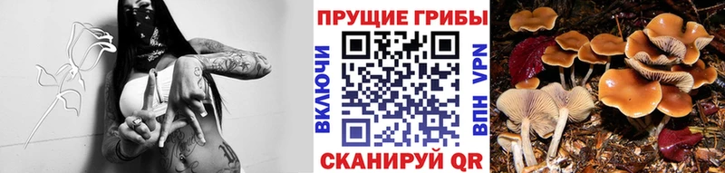Купить закладки  Сусуман  Псилоцибиновые грибы MAGIC MUSHROOMS 